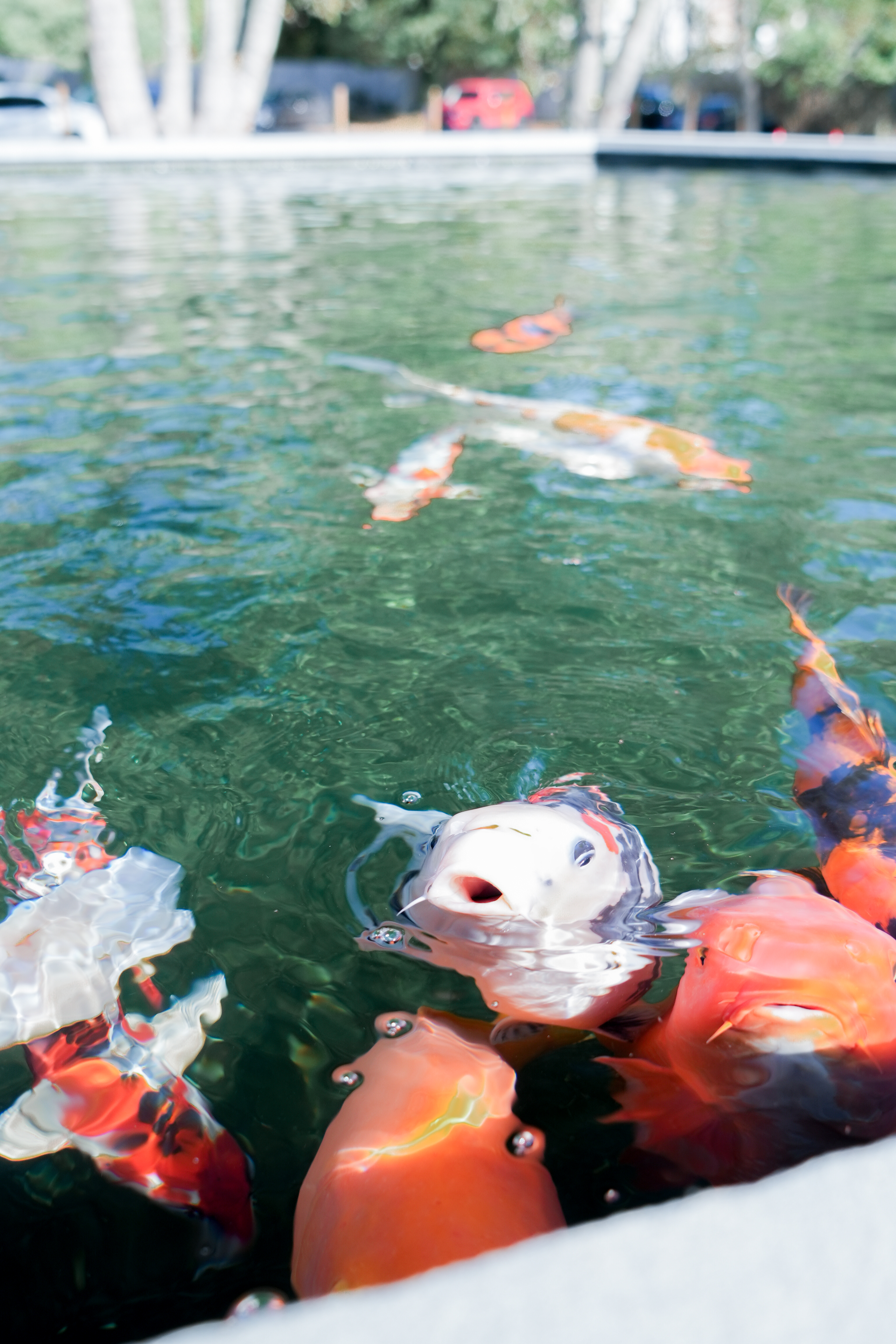 This formal pond is designed for koi enthusiasts who seek the highest level of functionality and beauty. It features advanced filtration systems and a variety of features to maintain ideal water quality for its inhabitants. The pond currently houses several koi, but its design can accommodate significantly more, ensuring it remains vibrant and lively year-round. This formal pond is designed for koi enthusiasts who seek the highest level of functionality and beauty. It features advanced filtration systems and a variety of features to maintain ideal water quality for its inhabitants. The pond currently houses several koi, but its design can accommodate significantly more, ensuring it remains vibrant and lively year-round.