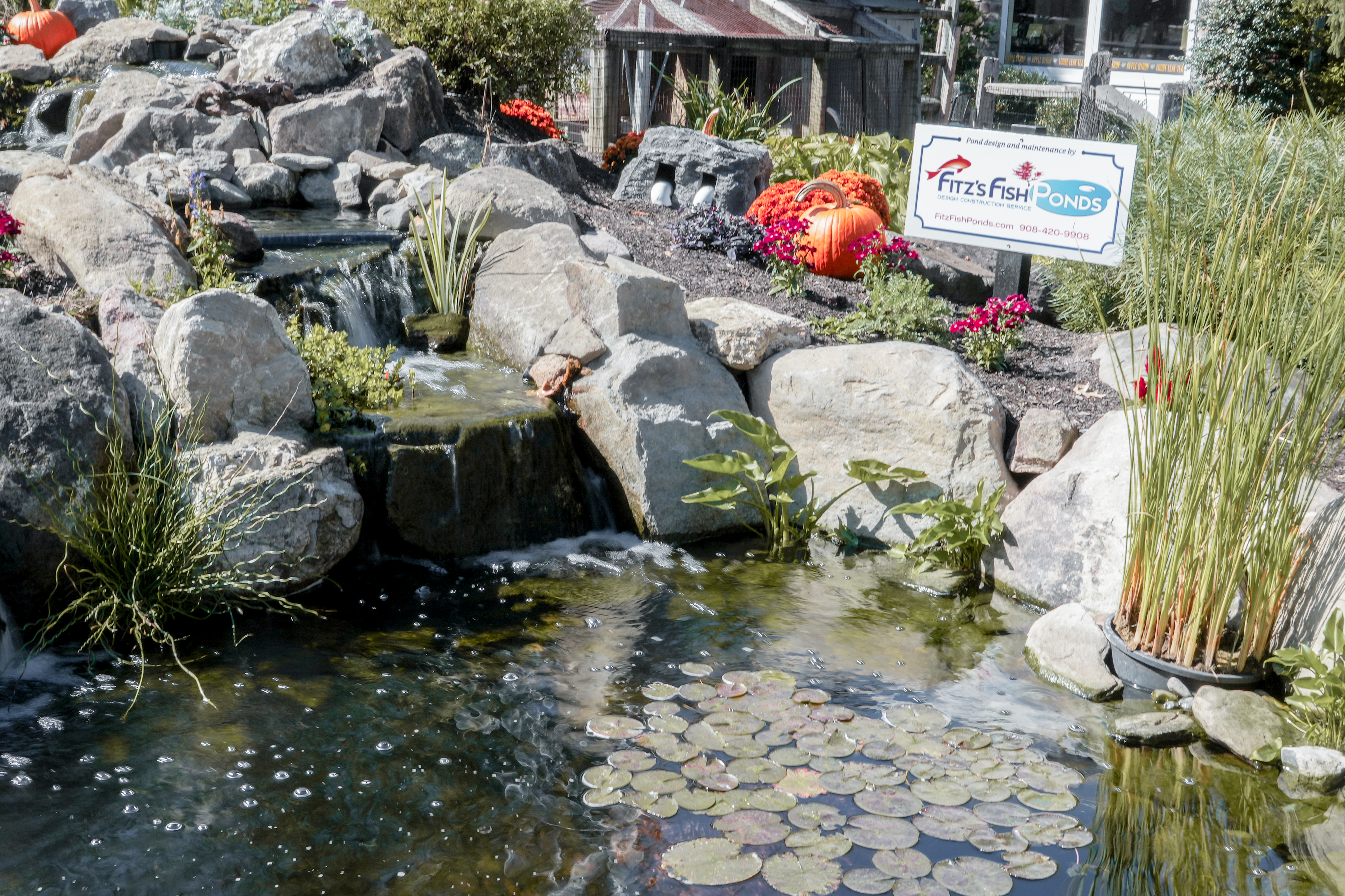 When the FFP Team moved in, they were itching to bring life and beauty back to the pond in the Village. When the FFP Team moved in, they were itching to bring life and beauty back to the pond in the Village.