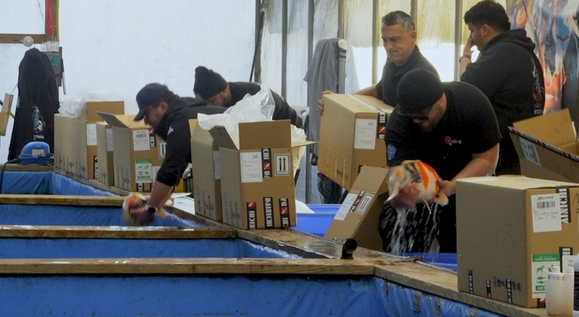 On a brisk day at FFP&rsquo;s New Jersey headquarters in Milford, NJ, the team eagerly awaited the arrival of 104 meticulously packed boxes of koi&mdash;all sourced exclusively from Dainichi. 