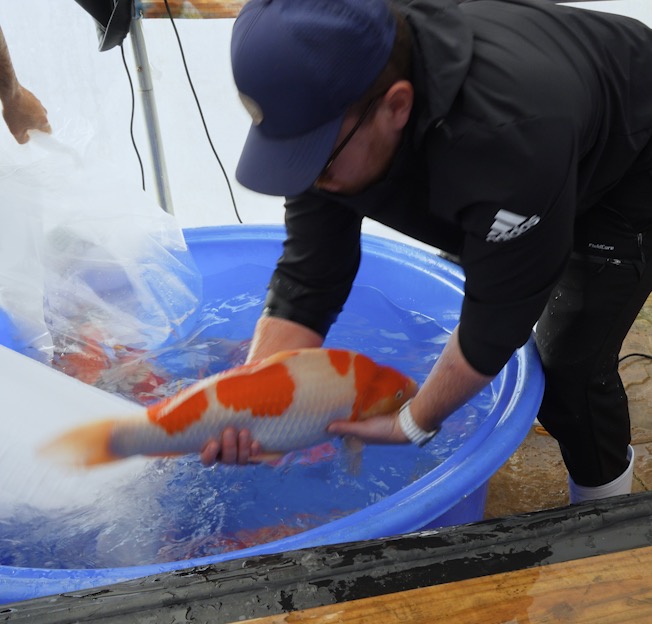 In addition to the Tosai, this shipment included over 250 Nisai of exceptional pedigree. Future shipments will feature even larger koi, including some exceeding 100cm in length, which are expected to be among the most impressive fish ever brought into the U.S.