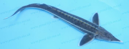 Known for their cartilaginous skeletons and long lifespans, these fish have a rich history dating back over 200 million years, making them one of the oldest fish species still in existence today. Known for their cartilaginous skeletons and long lifespans, these fish have a rich history dating back over 200 million years, making them one of the oldest fish species still in existence today.